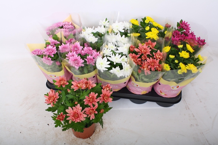 <h4>CHRYS GEVULDBL GEM</h4>