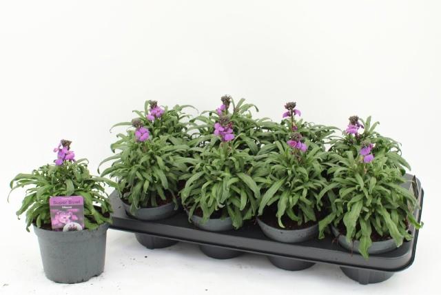 <h4>ERYS BOWLES MAUVE</h4>