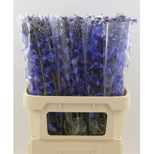 DELPHINIUM EN 'DELDONNA BLUE'