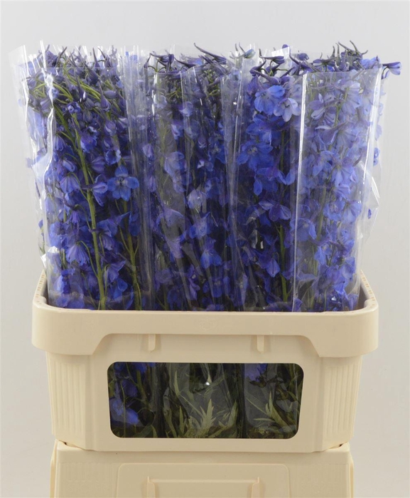 <h4>DELPHINIUM EN 'DELDONNA BLUE'</h4>