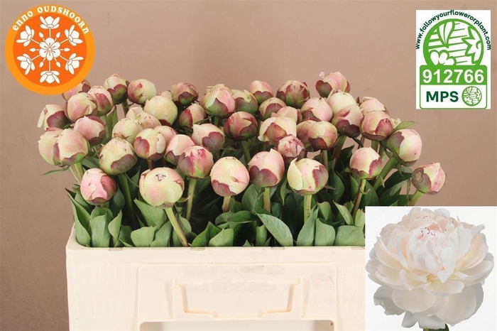 <h4>PAEONIA ODILE</h4>