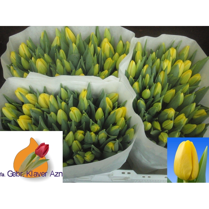 <h4>TU EN NOVI SUN</h4>