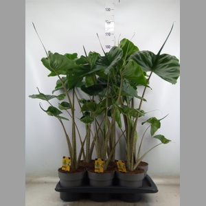 Alocasia macrorrhizos 'Stingray'
