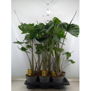 Alocasia macrorrhizos 'Stingray'