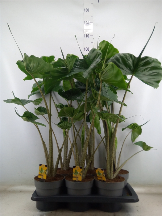 <h4>Alocasia macrorrhizos 'Stingray'</h4>