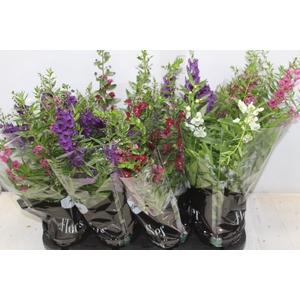 ANGELONIA P14 VARIADO