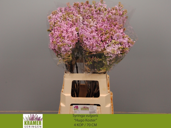 <h4>SYR V HUGO KOSTER</h4>