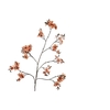 Cherry Blossom Orange