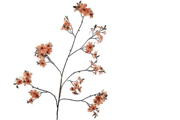 <h4>Cherry Blossom Orange</h4>