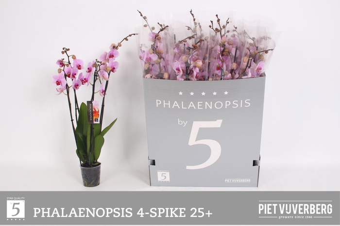 <h4>PHAL OV ROZE</h4>