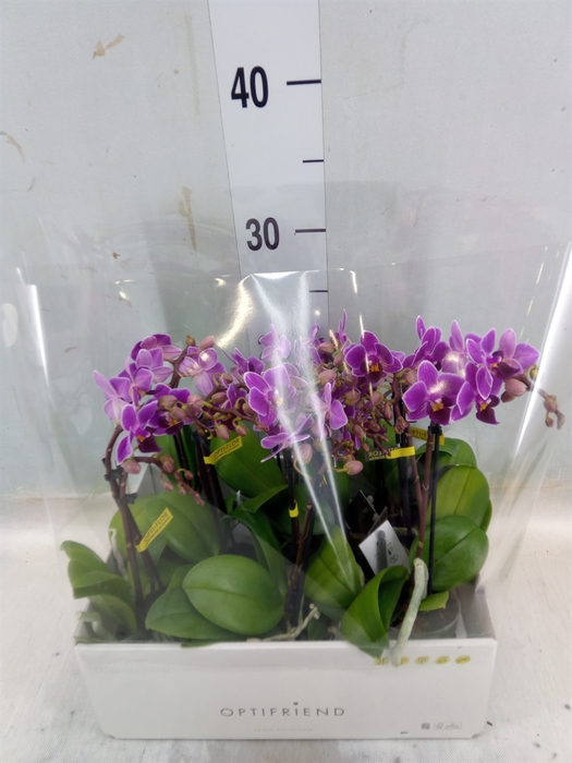 <h4>Phalaenopsis multi.   ...lilac</h4>