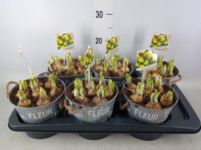 <h4>Arr.  Narcissus Tete Tete L%</h4>