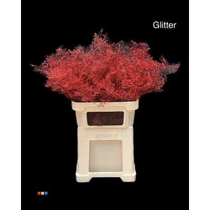 Limonium Red + Glitter Bio