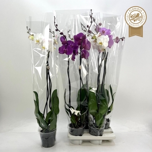 PHAL GEM