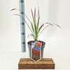 Imperata cylindrica Red