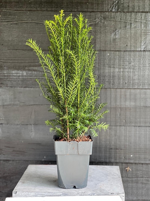 <h4>Taxus baccata P17</h4>