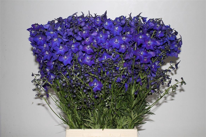 <h4>Delph En Atlantis</h4>