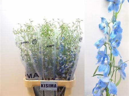 <h4>Delph En Sky Waltz</h4>