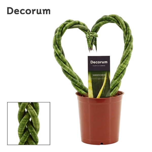<h4>Sansevieria cylindrica 12 cm Heart (Decorum)</h4>