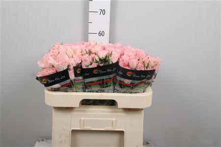 <h4>R Tr Constellation</h4>