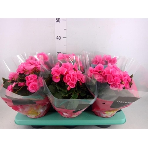 Begonia elat. HL 'Adonia Pink'