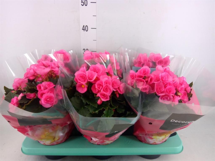 <h4>Begonia elat. HL 'Adonia Pink'</h4>