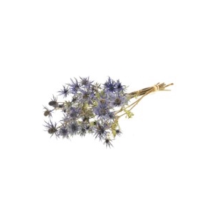 .Eryngium blue star