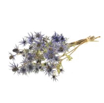 .Eryngium blue star