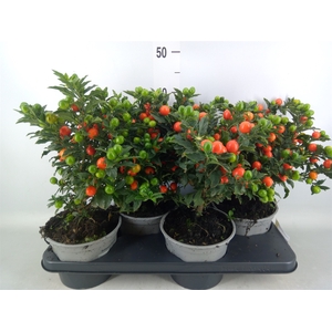 Solanum pseudocapsicum 'Bartoli'