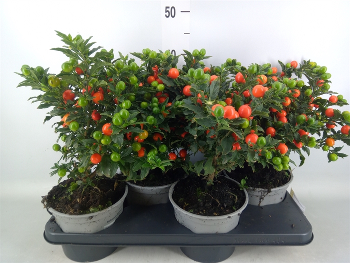 <h4>Solanum pseudocapsicum 'Bartoli'</h4>