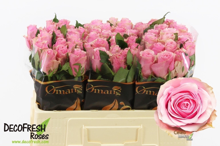 <h4>Rosa GR 'Celeb'</h4>