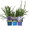 Agapanthus