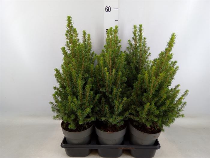 <h4>Picea glauca 'Perfecta'</h4>