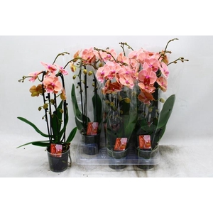 PHAL EL CASCADE