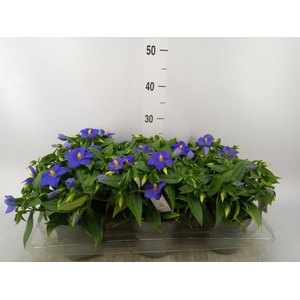Exacum trinervium 'Sapphire'