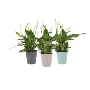 KP-727.2 - Spathiphyllum Pearl 9cm in trendy keramiek new colors