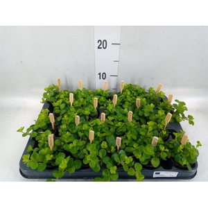 Peperomia rotundifolia