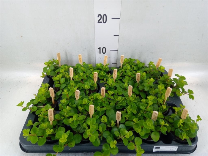 <h4>Peperomia rotundifolia</h4>