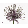 ALLIUM SPIDER