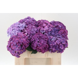 Hydr M Roy Anasta Bl