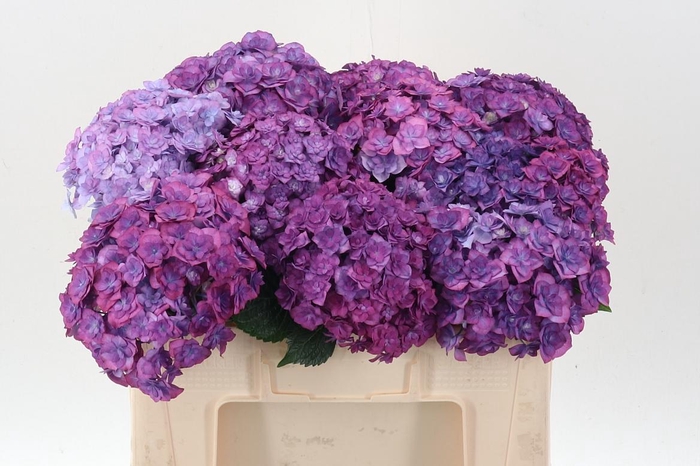 <h4>Hydr M Roy Anasta Bl</h4>