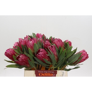 Protea Brenda