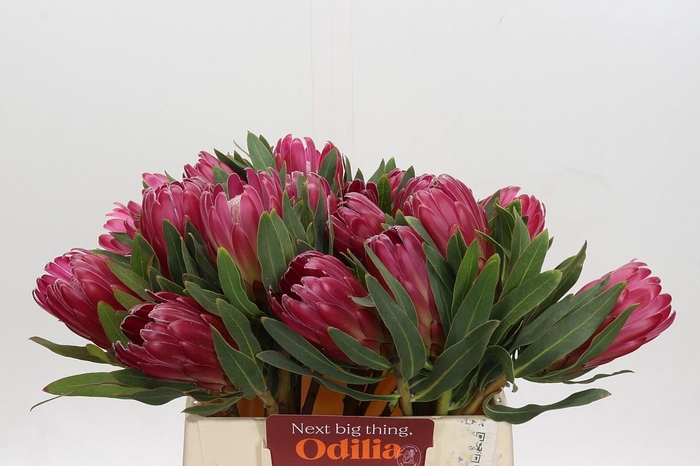 <h4>Protea Brenda</h4>