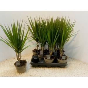 DRA MARGINATA