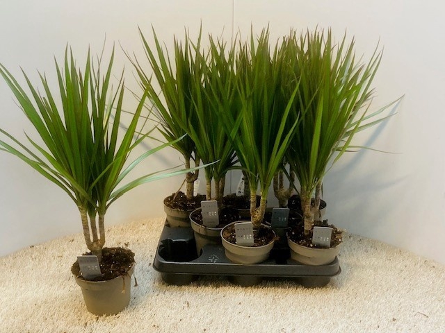 <h4>DRA MARGINATA</h4>