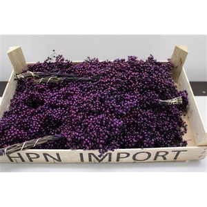 F -pepperberry Zwart