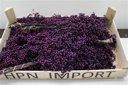 <h4>F -pepperberry Aubergine</h4>