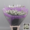 Limonium Silvery Sun Birds