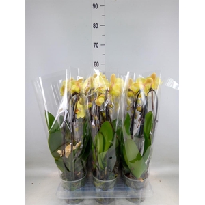 Phalaenopsis  'Elegant Cascade'