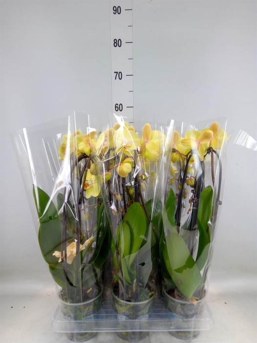 <h4>Phalaenopsis  'Elegant Cascade'</h4>